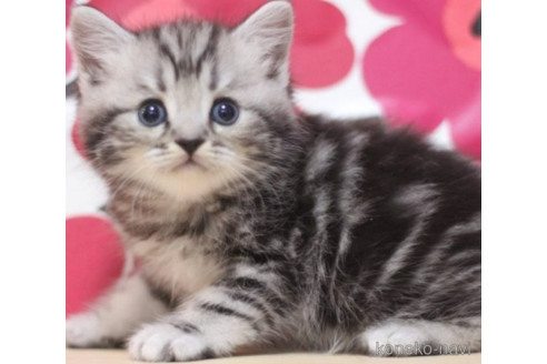 成約済の東京都のミヌエット-70800